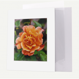 Pack of 25, 11x14 Pre-cut Mat with Whitecore fits 8x10 Picture + Backing + Bags.