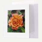 11x14 Pre-cut Mat with Whitecore fits 8x10 Picture + Backing + Bag