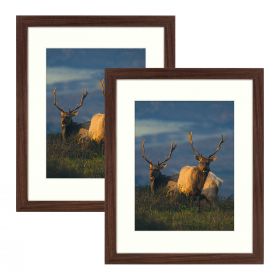 11x14 Walnut Certificate Frame - Displays 8.5x11 with Mat or 11x14 Inch Without Mat for Wall Mounting (2-Pack)