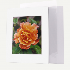 Pack of 50, 11x14 Pre-cut Mat with Whitecore fits 8x10 Picture + White Foam Board + Bags.